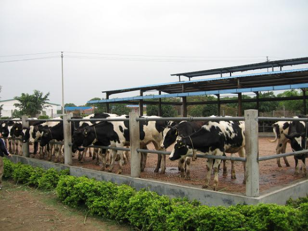 深圳光明旅游观光奶牛场